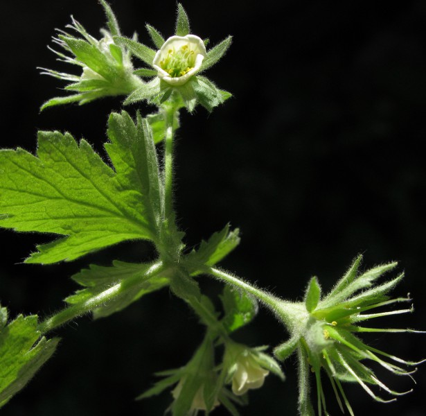 il était très en retard cette année, c'est la première fois que je voyais les fleurs