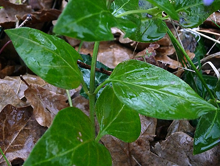 ablu-Vinca minor.04.jpg