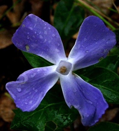 ablu-Vinca minor.03.jpg