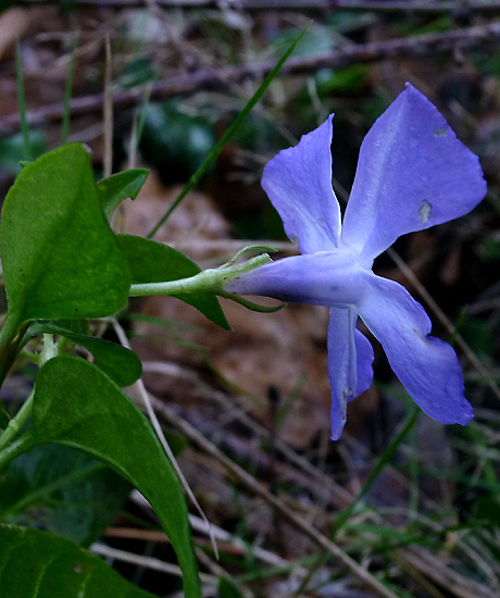 ablu-Vinca minor.02.jpg