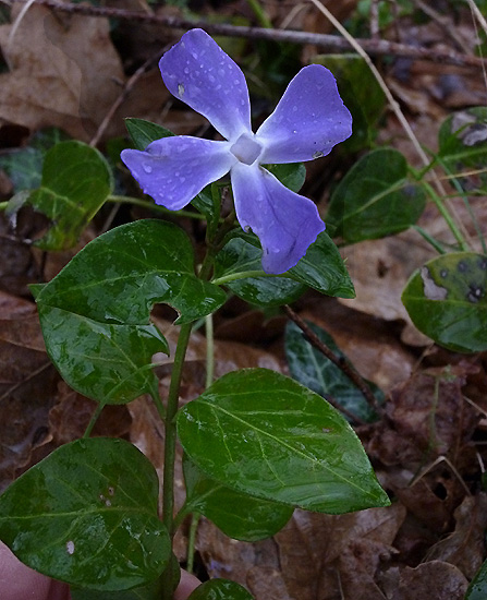 ablu-Vinca minor.01.jpg