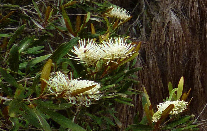 Plante Glycyphana (9)700.jpg