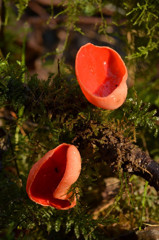 Sarcoscypha coccinea sur noisetier (5).JPG