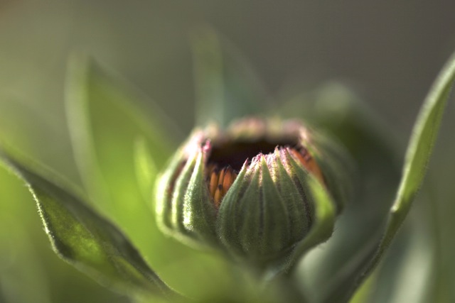 1 - Calendula officinalis