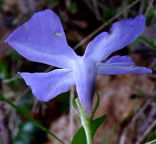 CaliceCorolle.jpg