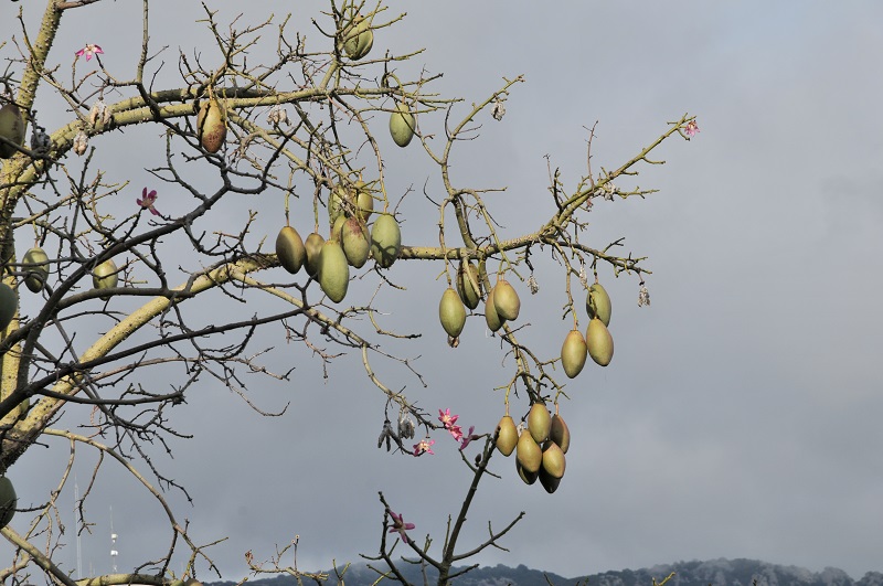 arbre.jpg