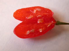 fruit.jpg
