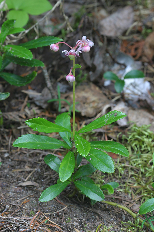 chimaphila-umbellata.jpg