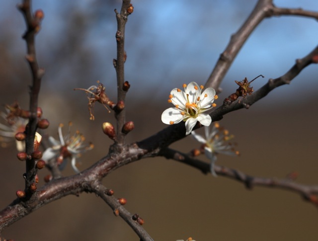 Prunus spinosa