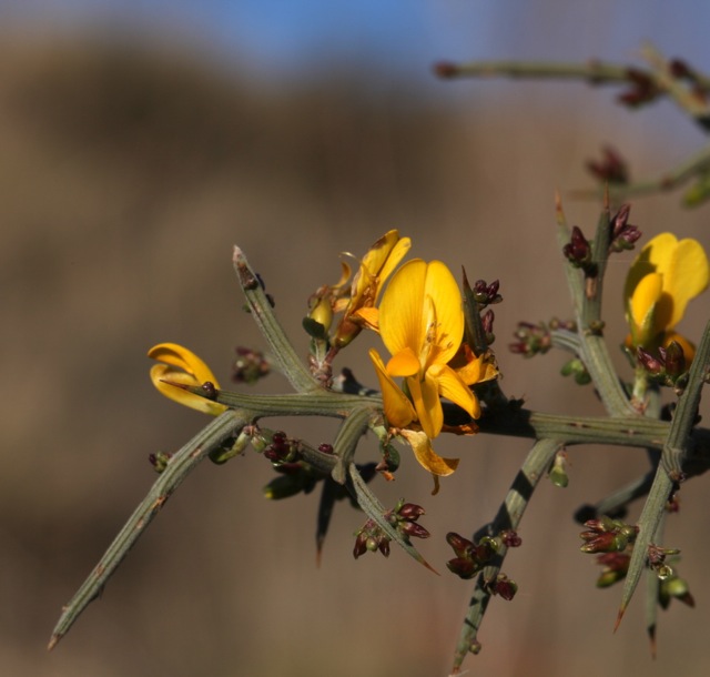 Genista scorpius