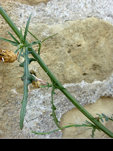 Mantisalca salmantica02.jpg