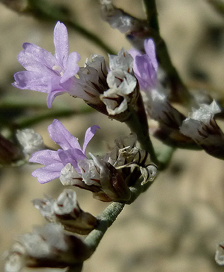 P1090390RRW_.jpg