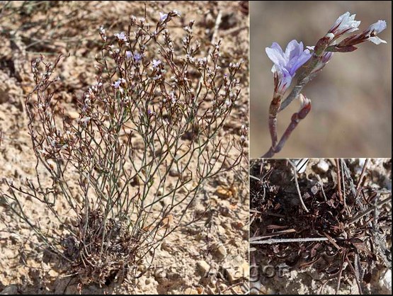 Limonium Ruizzi.jpg