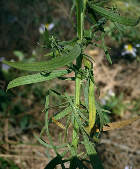 4P1090754.jpg