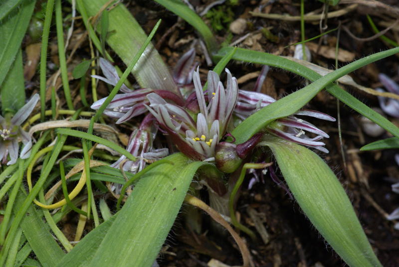 Allium.JPG
