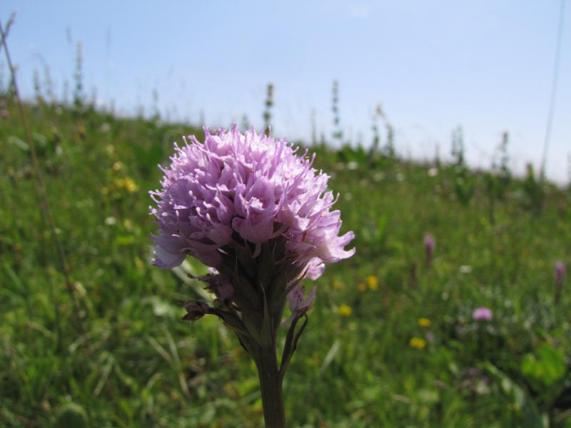 IMG_8316.jpg