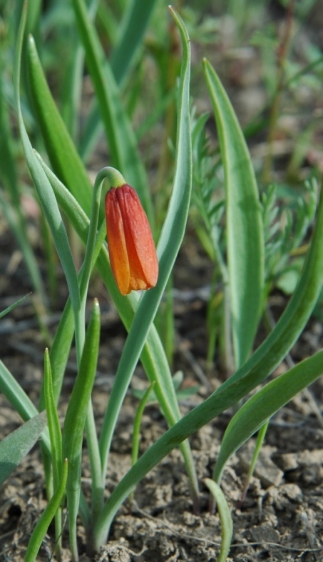 Fritillaria 01 USA.jpg