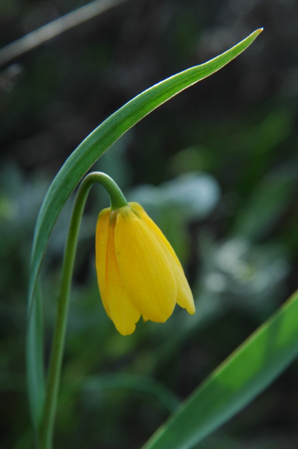 +Fritillaria pudica-Yellow bell 02b USA.jpg