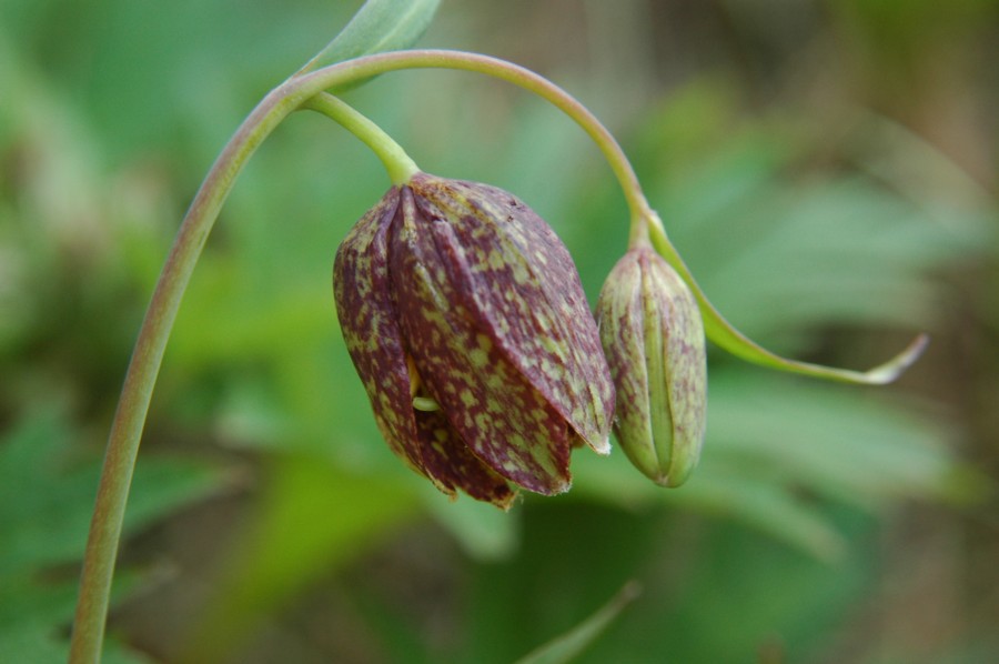 +Fritillaria affinis-Chocolate lily 01b USA.jpg
