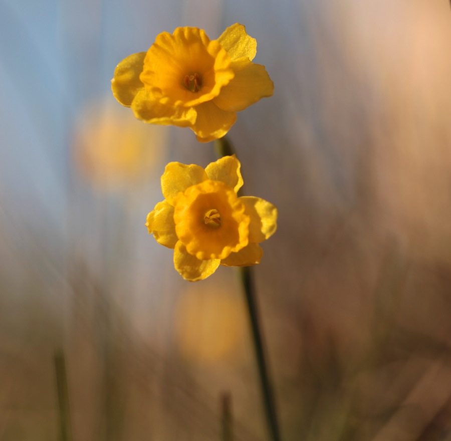 Narcissus assoanus
