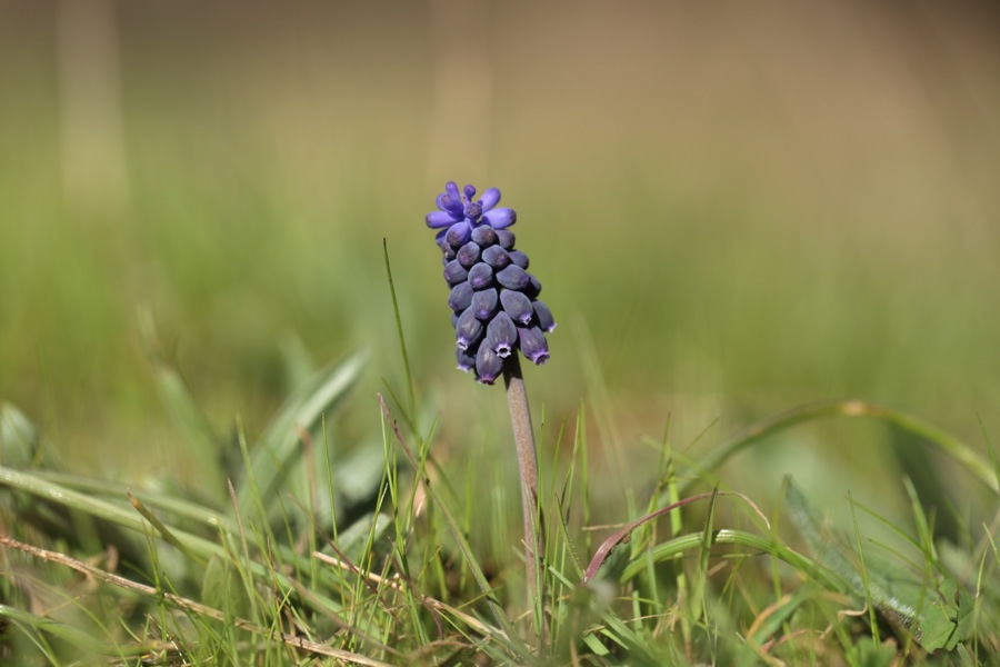 Muscari neglectum
