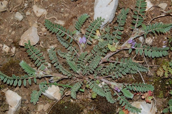 Astragalus sesameus2 [1600x1200].JPG