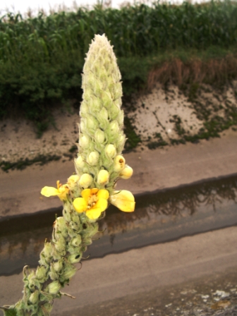 IMGP0124.JPG