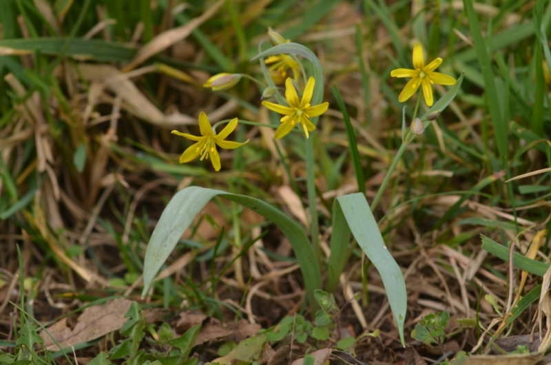 Gagea lutea (L.) Ker Gawl.JPG