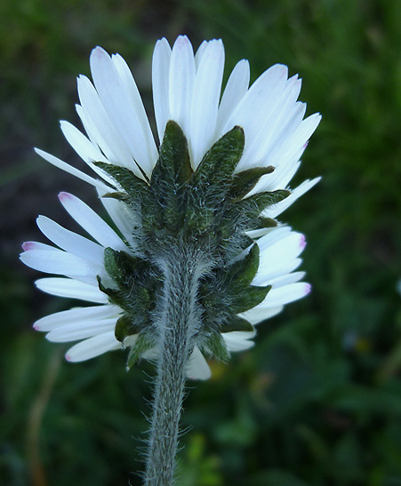 Bellis perennis3P1110618.jpg