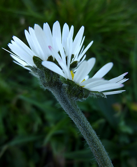 Bellis perennis2P1110612.jpg