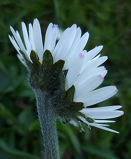 Bellis perennis1P1110611.jpg