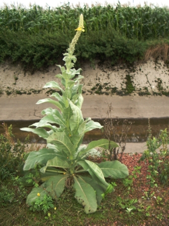 IMGP0125.JPG