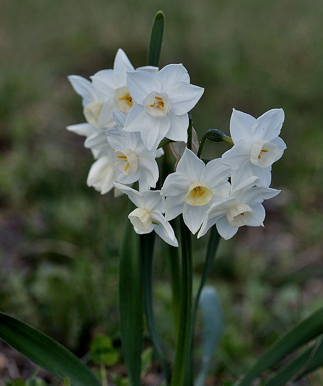 narcissus.jpg