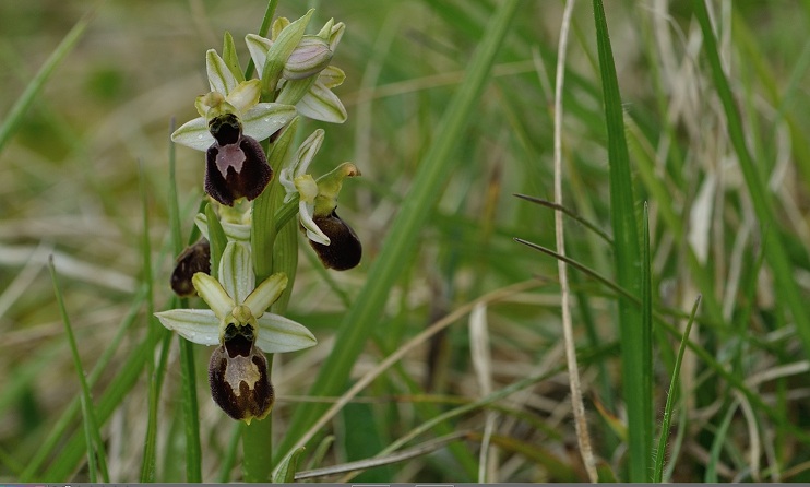 ophrys occidentalis 21.jpg