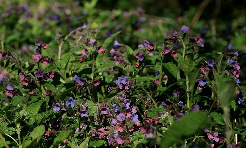 pulmonaria longifolia1.jpg