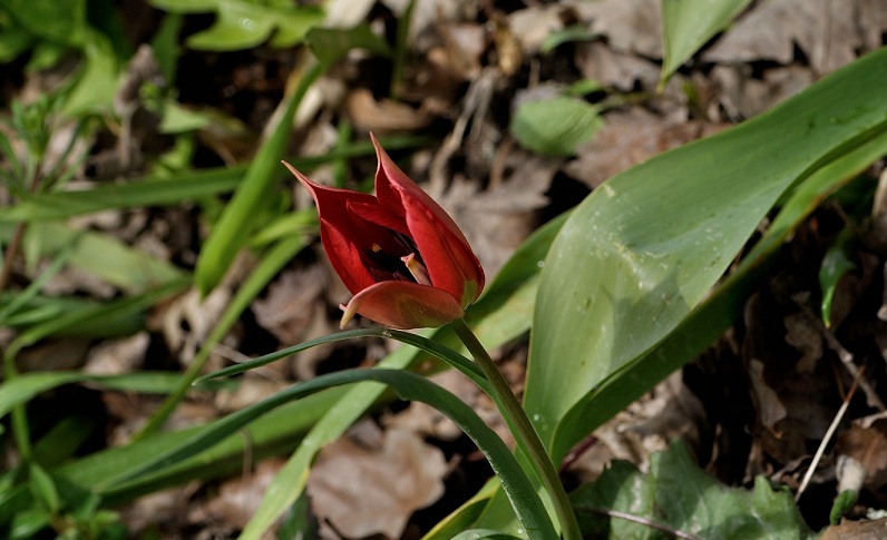 tulipa agenensis1.jpg