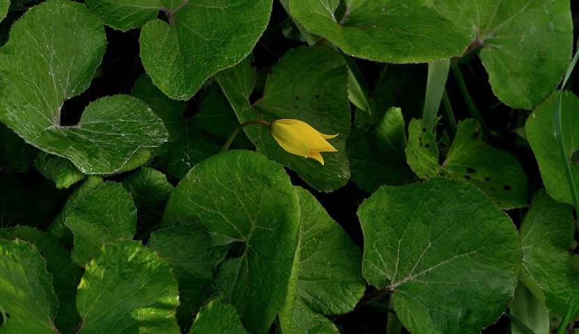 tulipa sylvestris1.jpg