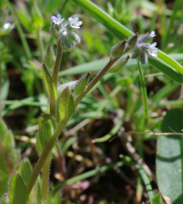 Myosotis stricta Link = M.micrantha Pallas