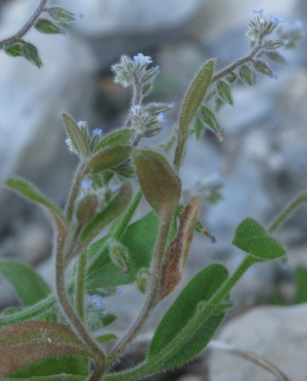 Myosotis minutiflora Boiss. &amp; Reut.