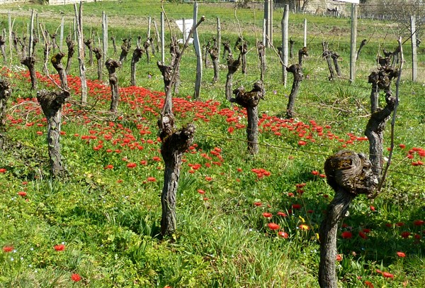 Anemone pavonina dans une vigne