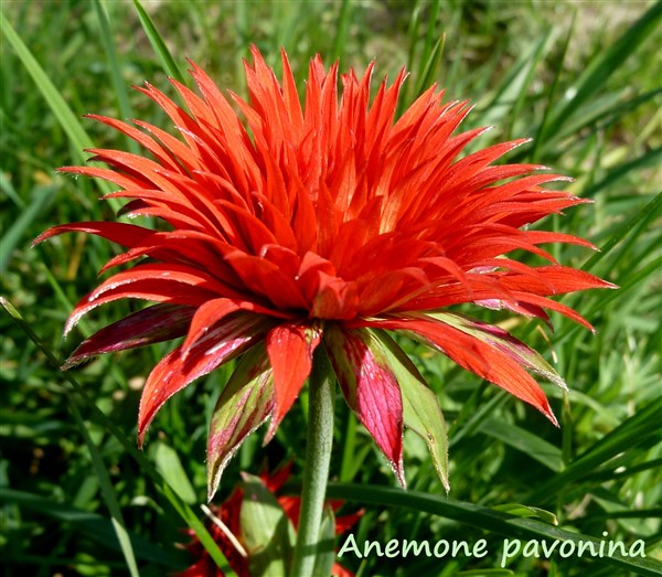 Anemone pavonina (forme stérile)