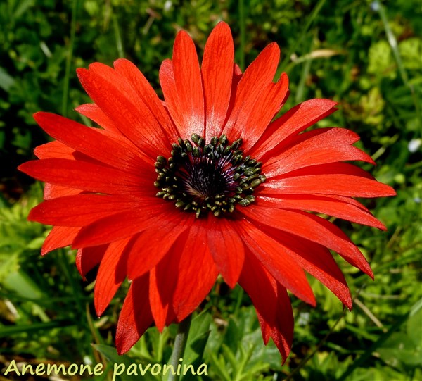 Anemone pavonina (forme fertile)