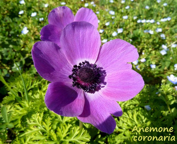 Anemone coronaria