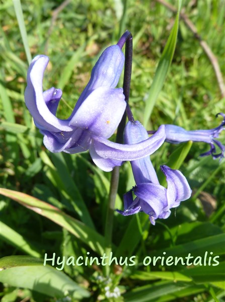 Jacinthus orientalis