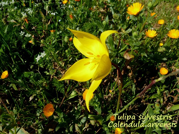 Tulipa sylvestris