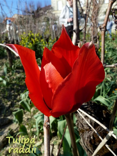 Tulipa raddii