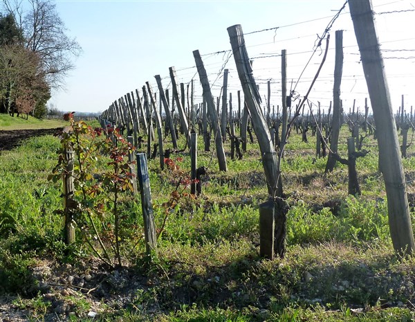 Le rosier-témoin qui &quot;prévient&quot; des maladies pouvant attaquer la vigne