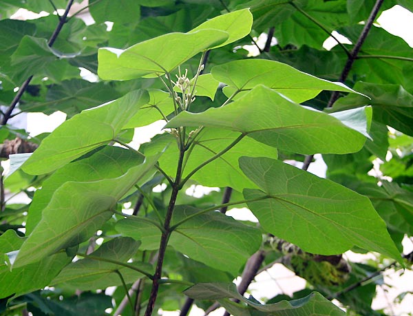 paulownia1.jpg