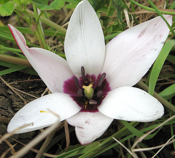 T. clusiana