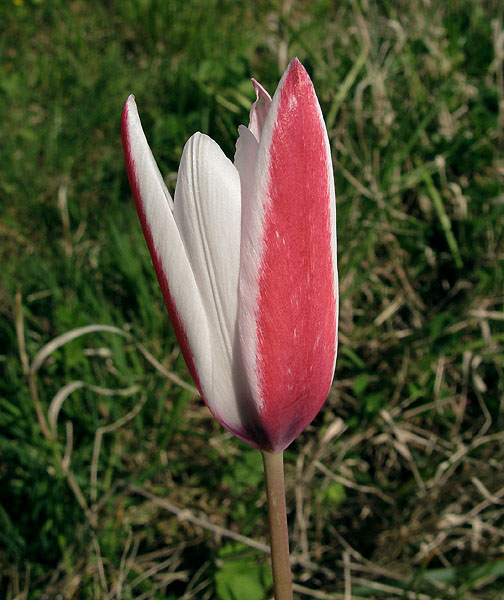 T. clusiana